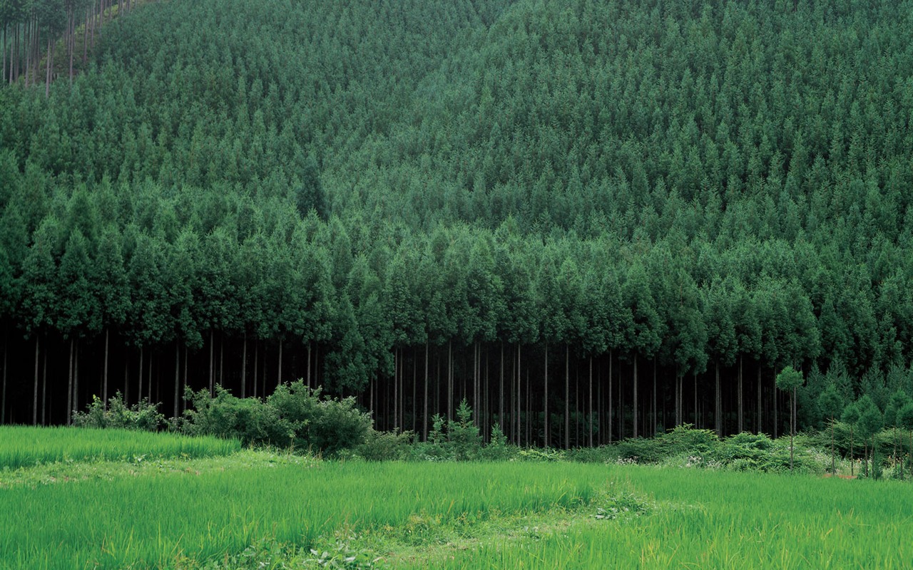 韓國自然風光 #33 - 1280x800