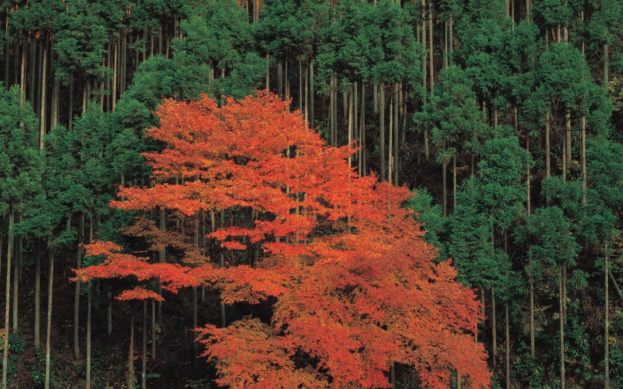 韓國自然風光 #35 - 1280x800