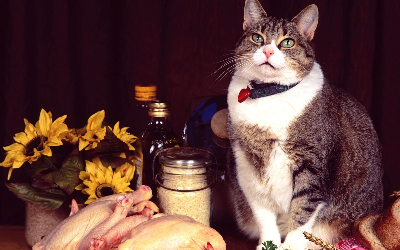 1600 Cat Foto tapety (3) #12 - 1280x800