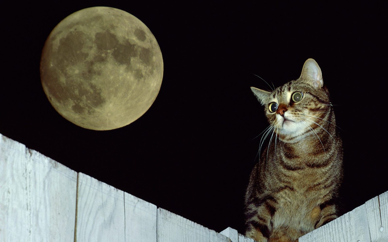1600 Cat Foto tapety (3) #13 - 1280x800