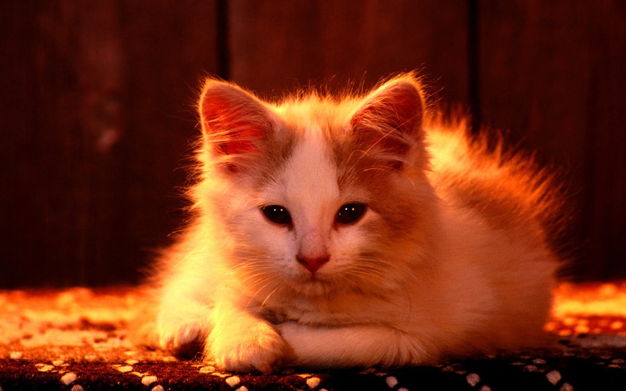 1600 Cat Foto tapety (3) #14 - 1280x800