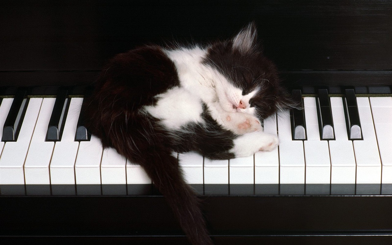 1600 Cat Foto tapety (3) #16 - 1280x800