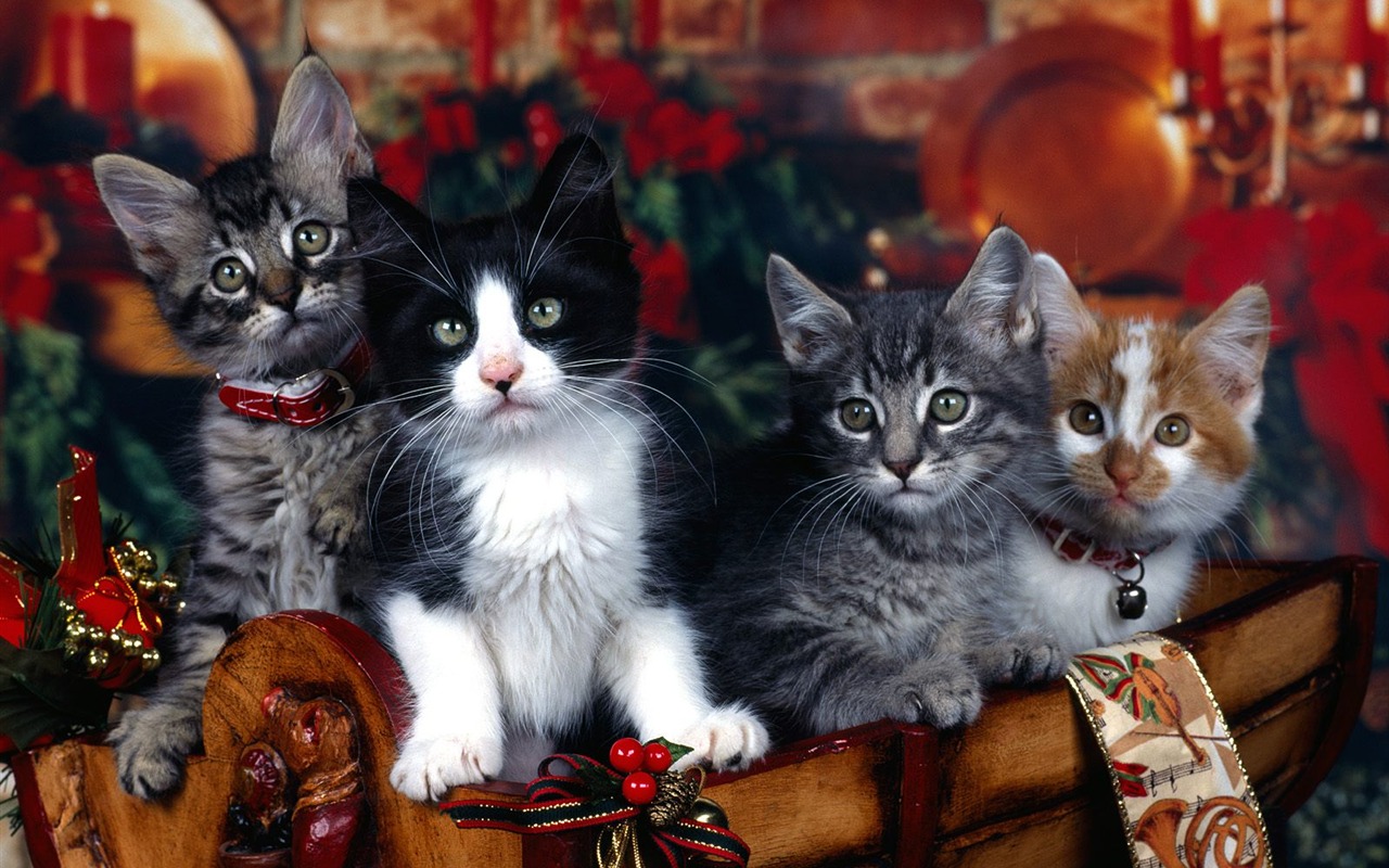 1600 Cat Foto tapety (3) #20 - 1280x800
