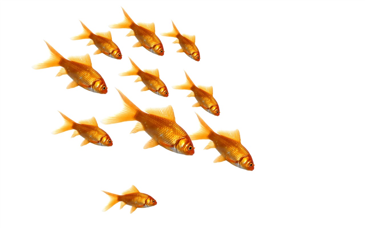 Jumping goldfish wallpaper #8 - 1280x800