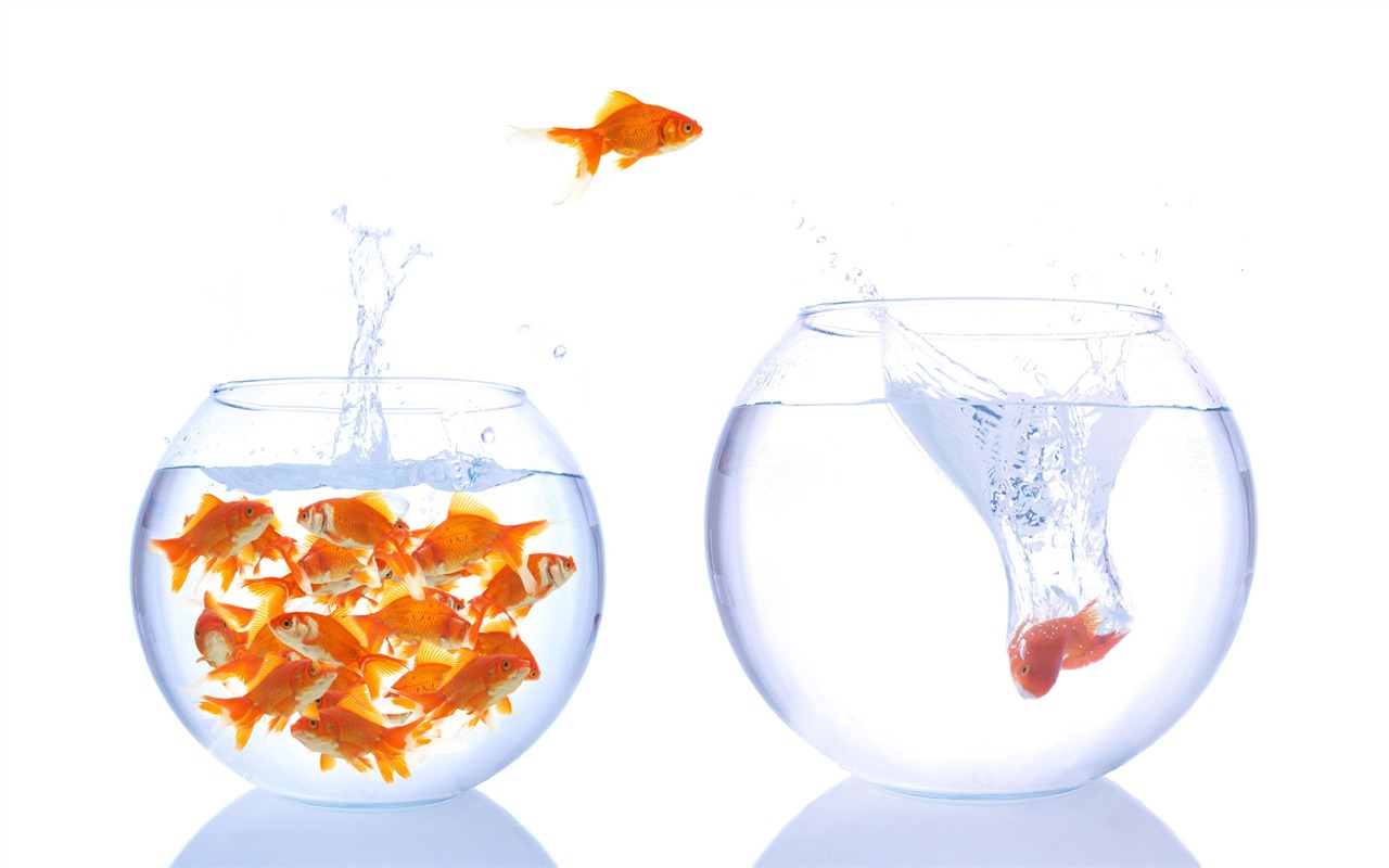 Jumping goldfish wallpaper #10 - 1280x800