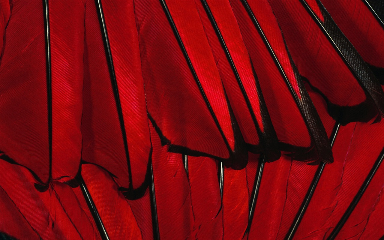 Colorful feather wings close-up wallpaper (2) #6 - 1280x800