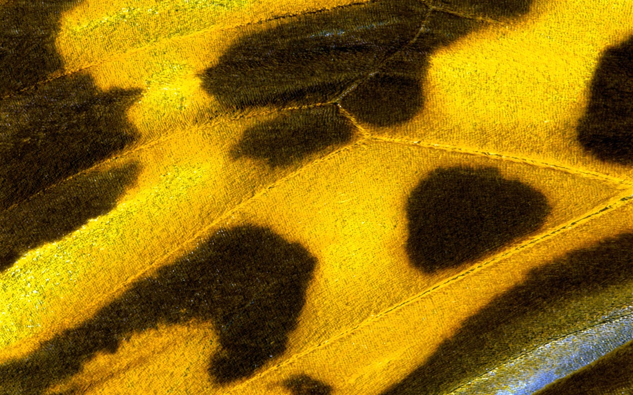 ailes de plumes colorées wallpaper close-up (2) #7 - 1280x800