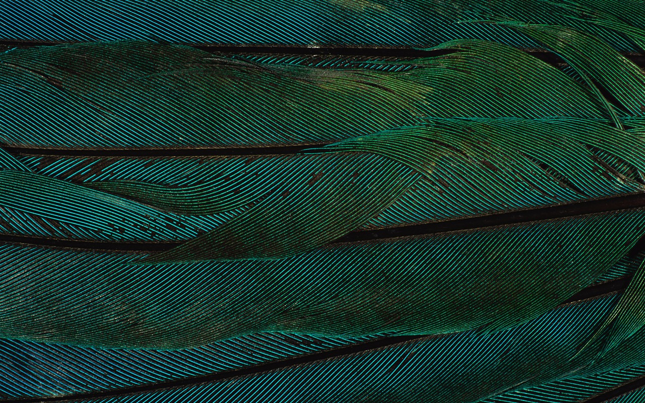년 화려한 깃털 날개 클로즈업 벽지 (2) #10 - 1280x800