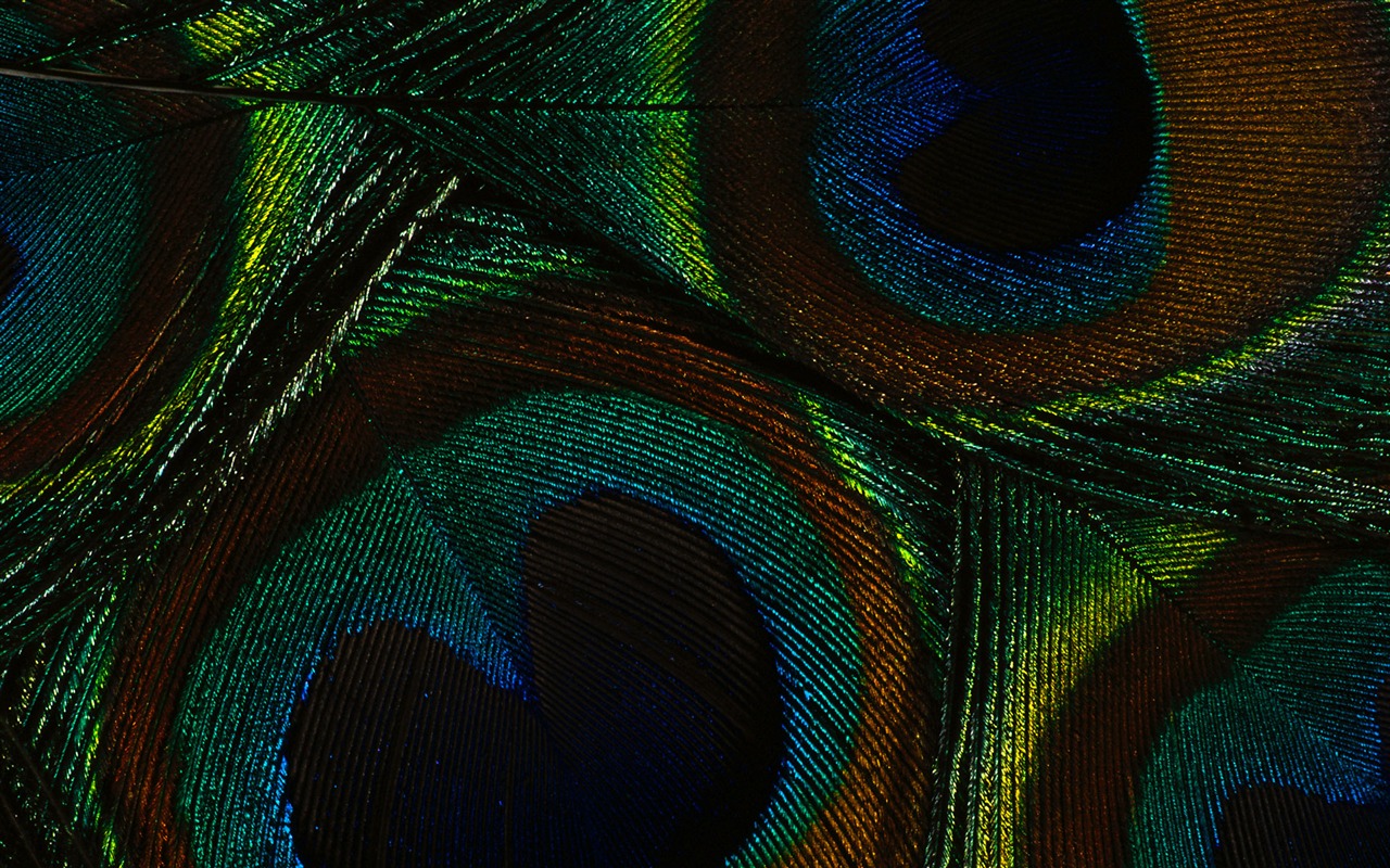 ailes de plumes colorées wallpaper close-up (2) #19 - 1280x800
