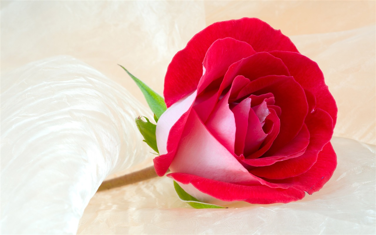 Large Rose Photo Wallpaper (3) #1 - 1280x800