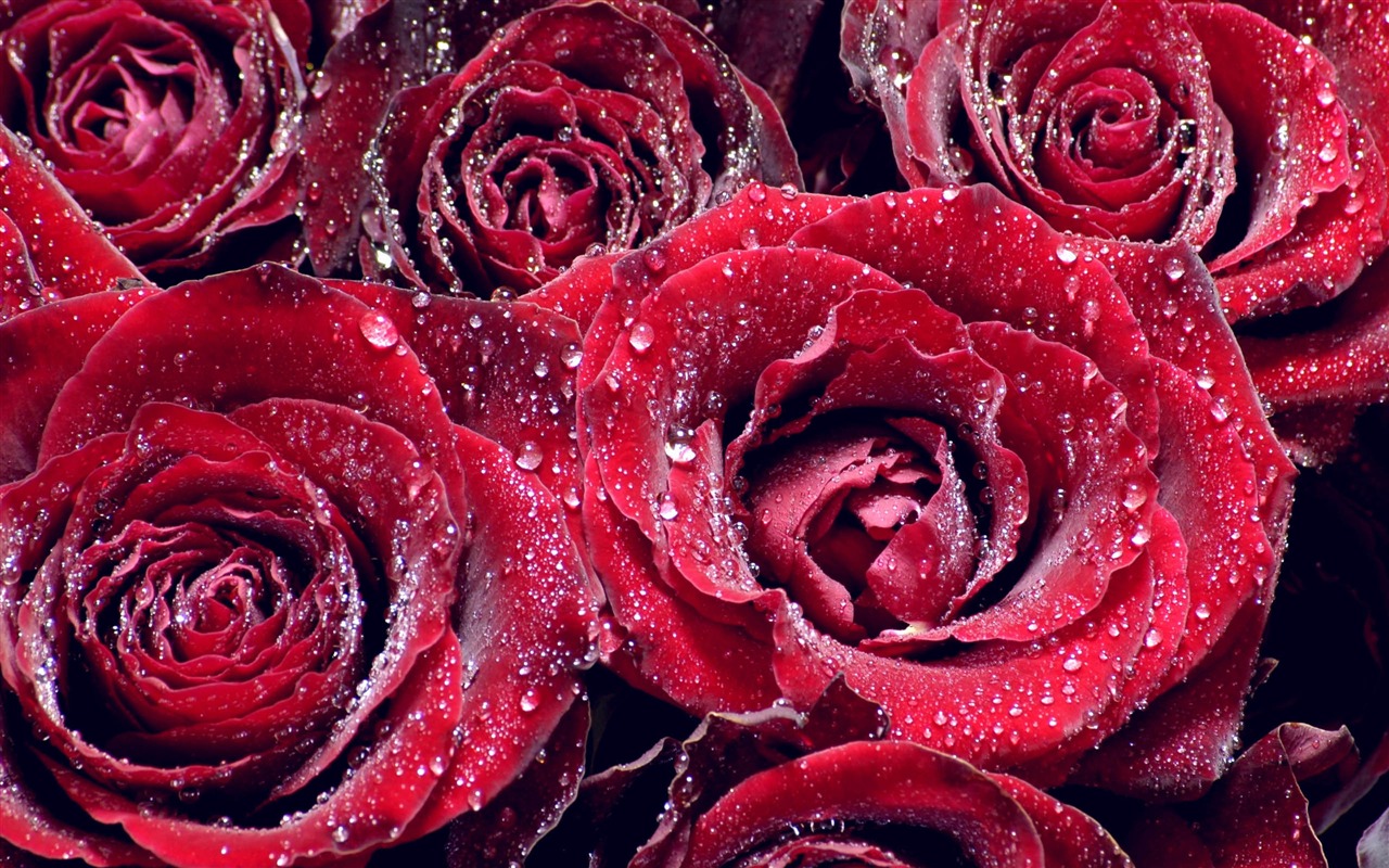 Large Rose Photo Wallpaper (3) #19 - 1280x800