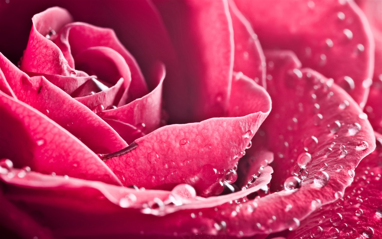 Large Rose Photo Wallpaper (3) #20 - 1280x800