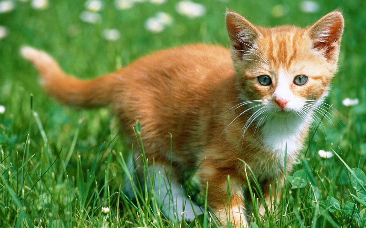 1600 Cat Photo Wallpaper (4) #1 - 1280x800