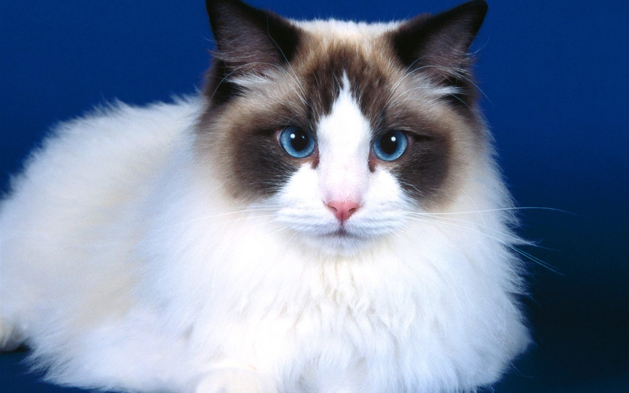 1600 Cat Foto tapety (4) #3 - 1280x800