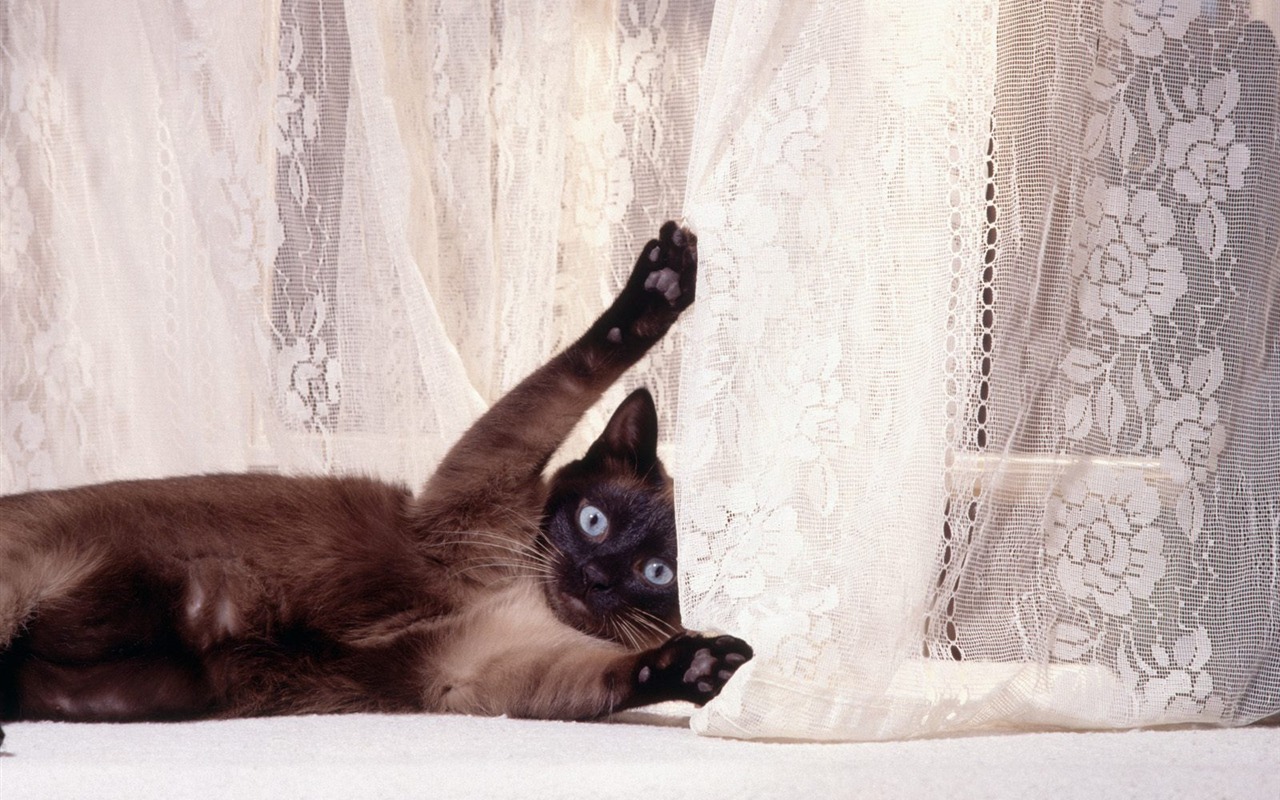 1600 Cat Foto tapety (4) #4 - 1280x800