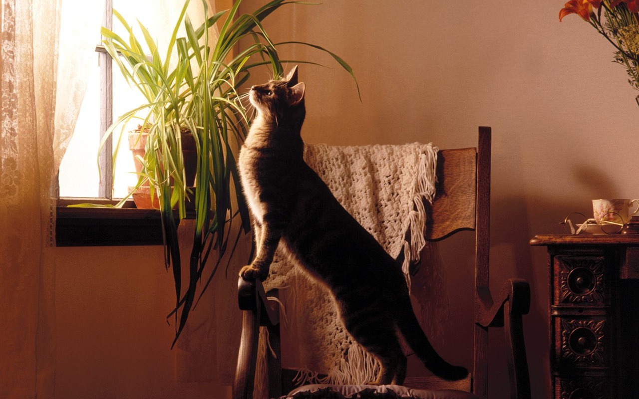 1600 Cat Foto tapety (4) #5 - 1280x800