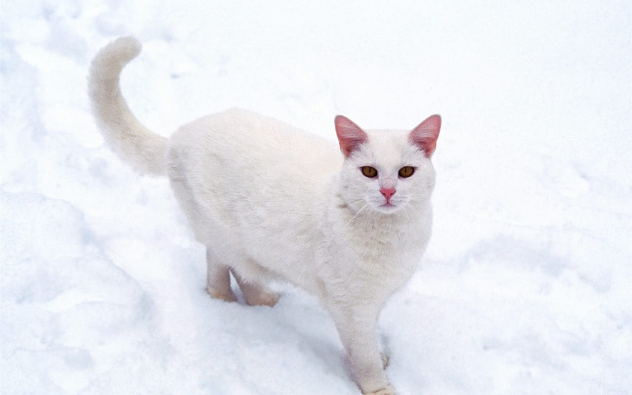 1600 Cat Foto tapety (4) #7 - 1280x800