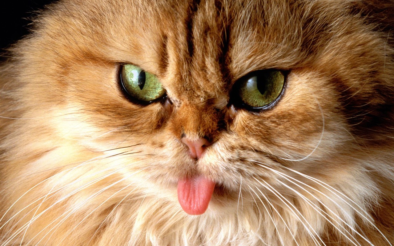 1600 Cat Foto tapety (4) #8 - 1280x800