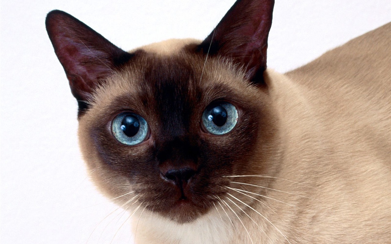 1600 Cat Foto tapety (4) #9 - 1280x800