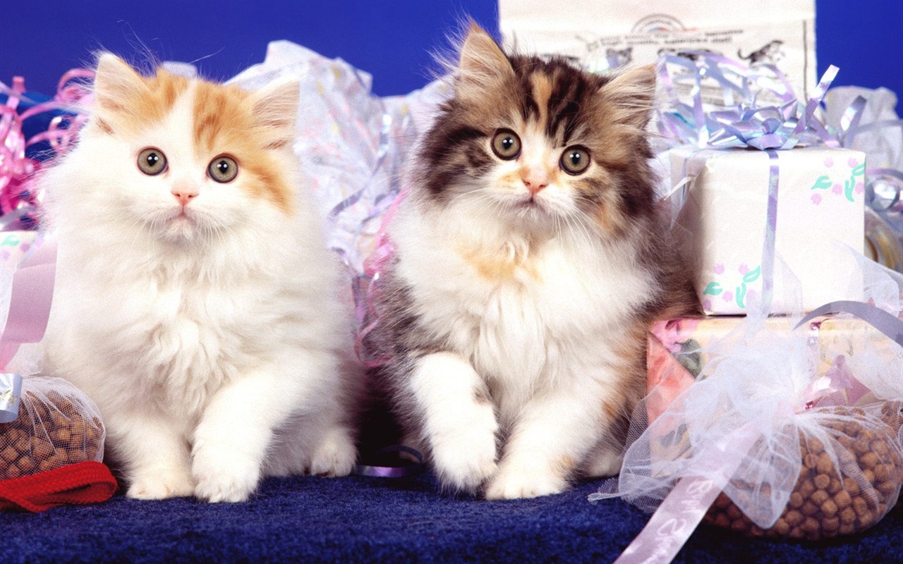 1600 Cat Foto tapety (4) #10 - 1280x800