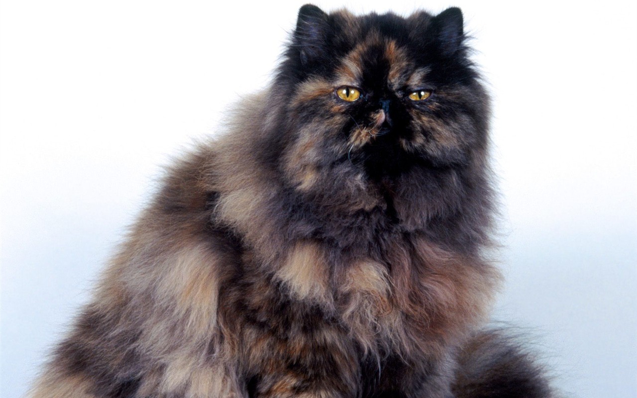 1600 Cat Foto tapety (4) #12 - 1280x800