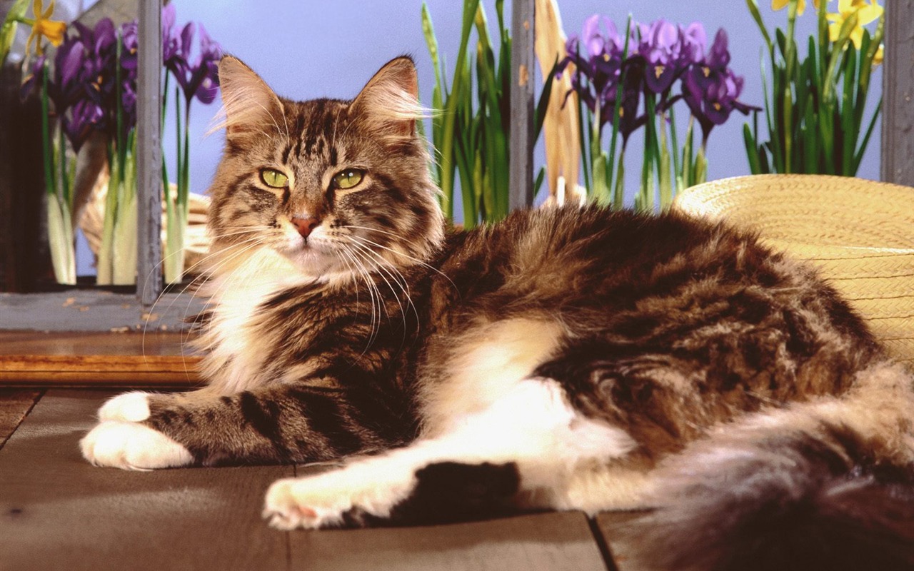1600 Cat Foto tapety (4) #13 - 1280x800