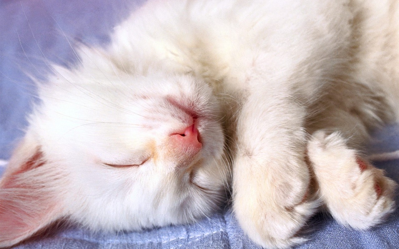 1600 Cat Foto tapety (4) #16 - 1280x800