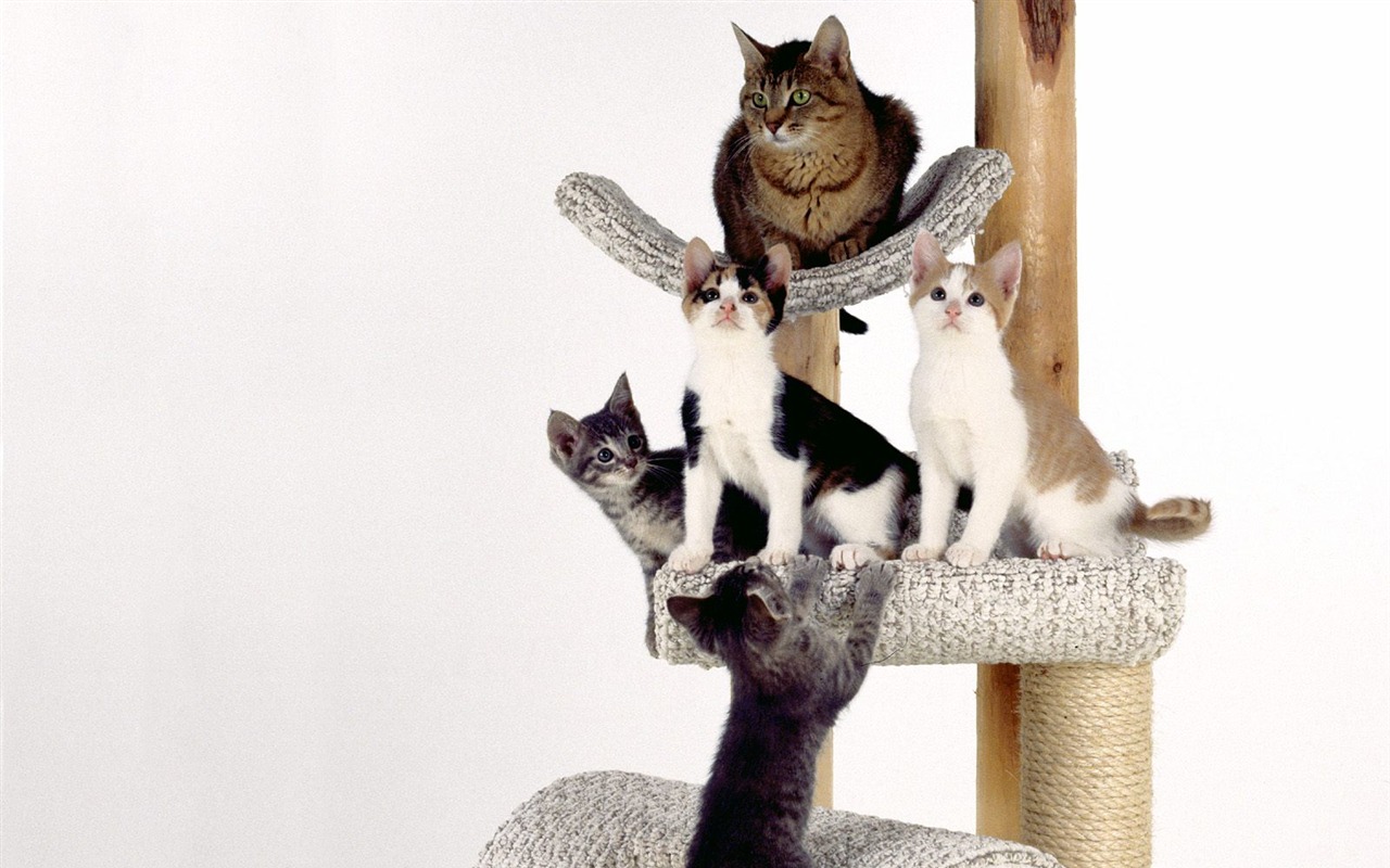 1600 Cat Foto tapety (4) #18 - 1280x800