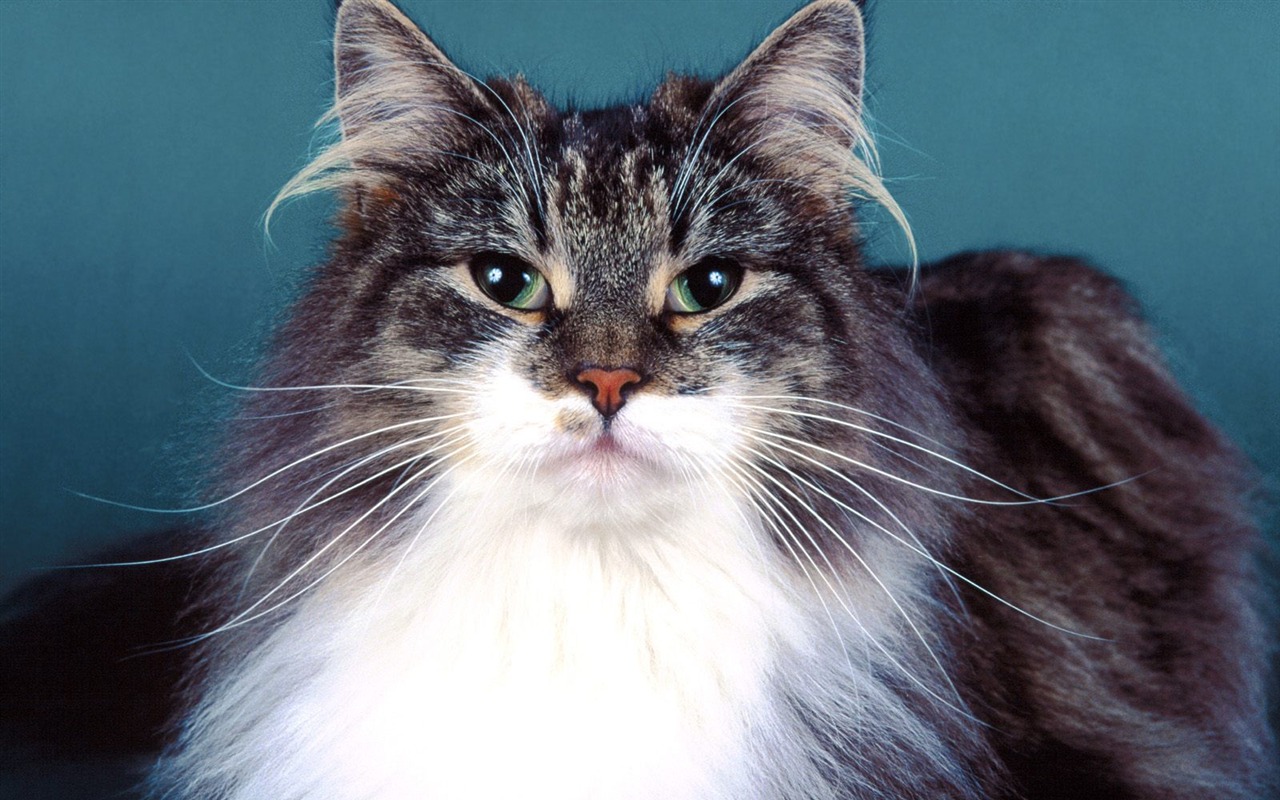 1600 Cat Foto tapety (4) #19 - 1280x800