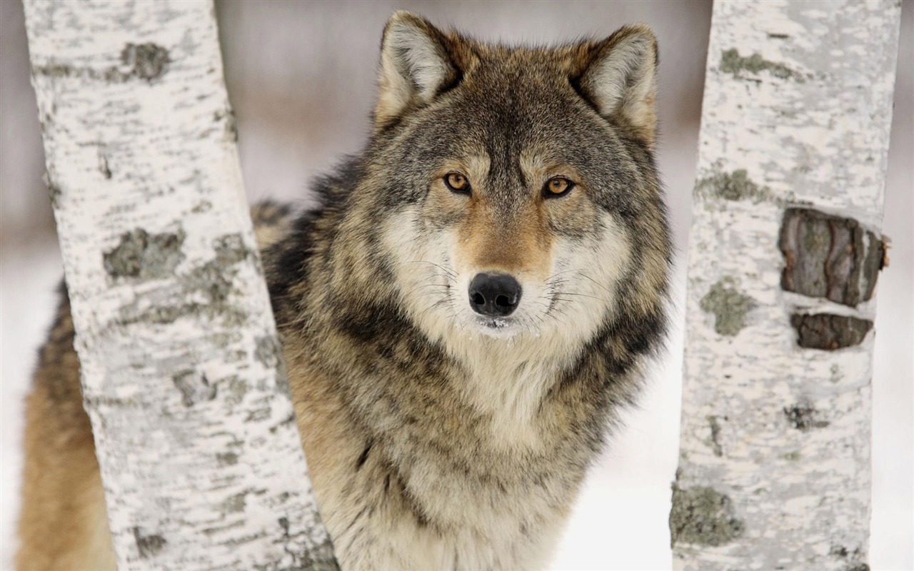 Animal Widescreen Wallpapers Collection (3) #1 - 1280x800