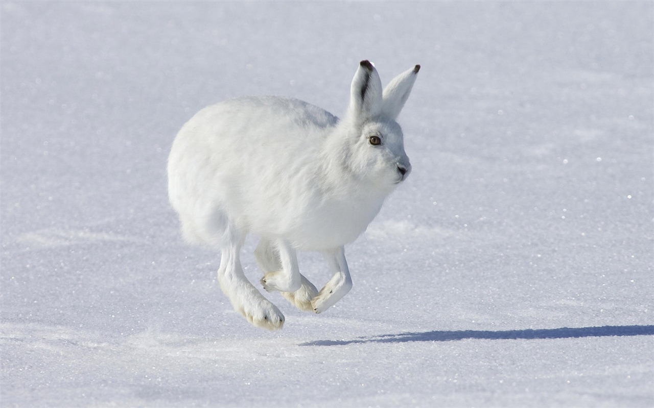 Animal Widescreen Wallpapers Collection (3) #3 - 1280x800