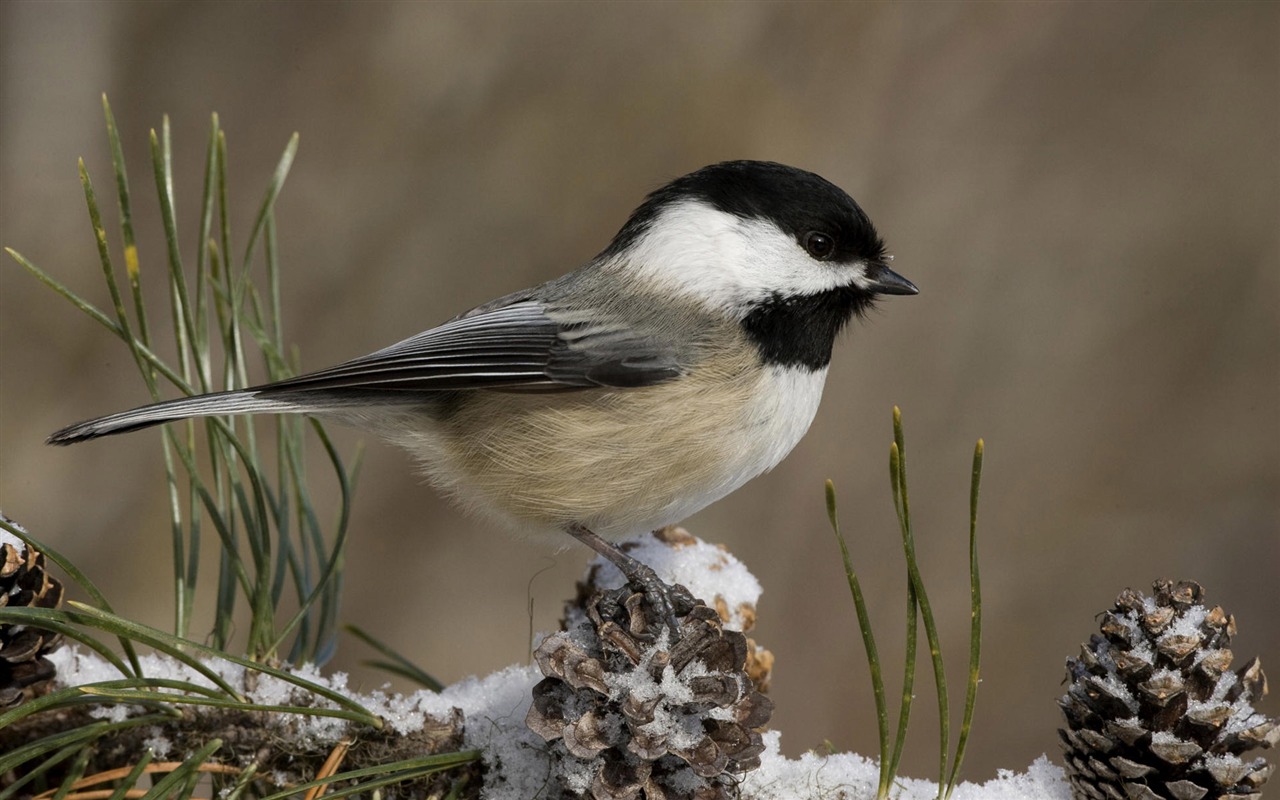 Animal Widescreen Wallpapers Collection (3) #6 - 1280x800