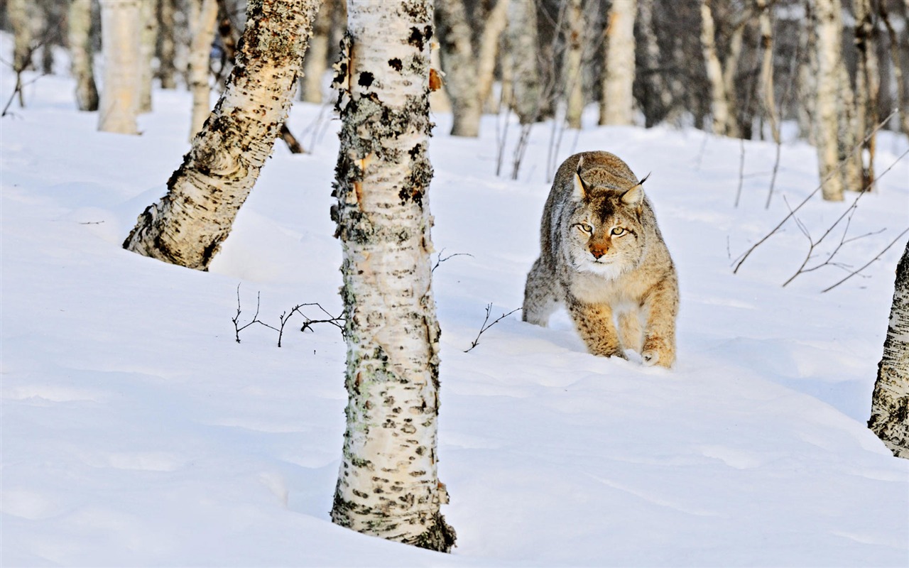 Animal Widescreen Wallpapers Collection (3) #7 - 1280x800