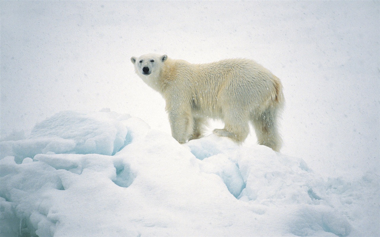 Animal Widescreen Wallpapers Collection (3) #12 - 1280x800