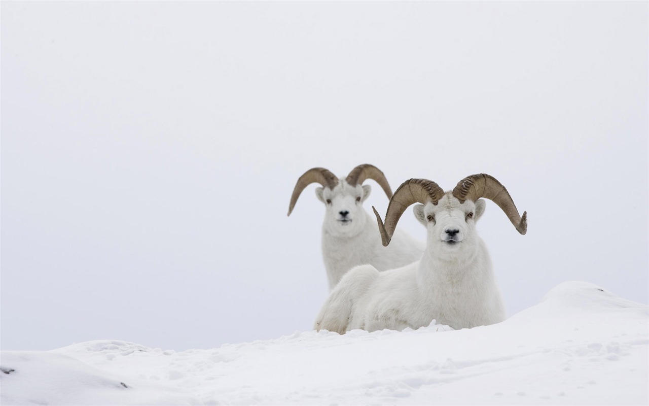 Animal Widescreen Wallpapers Collection (3) #16 - 1280x800