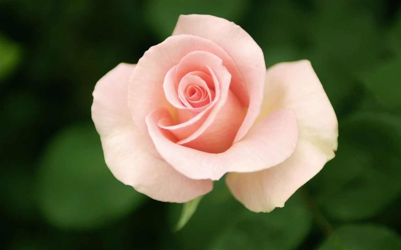 Large Rose Photo Wallpaper (4) #8 - 1280x800