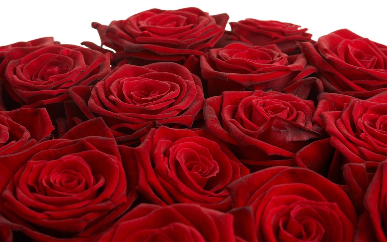 Large Rose Photo Wallpaper (4) #17 - 1280x800