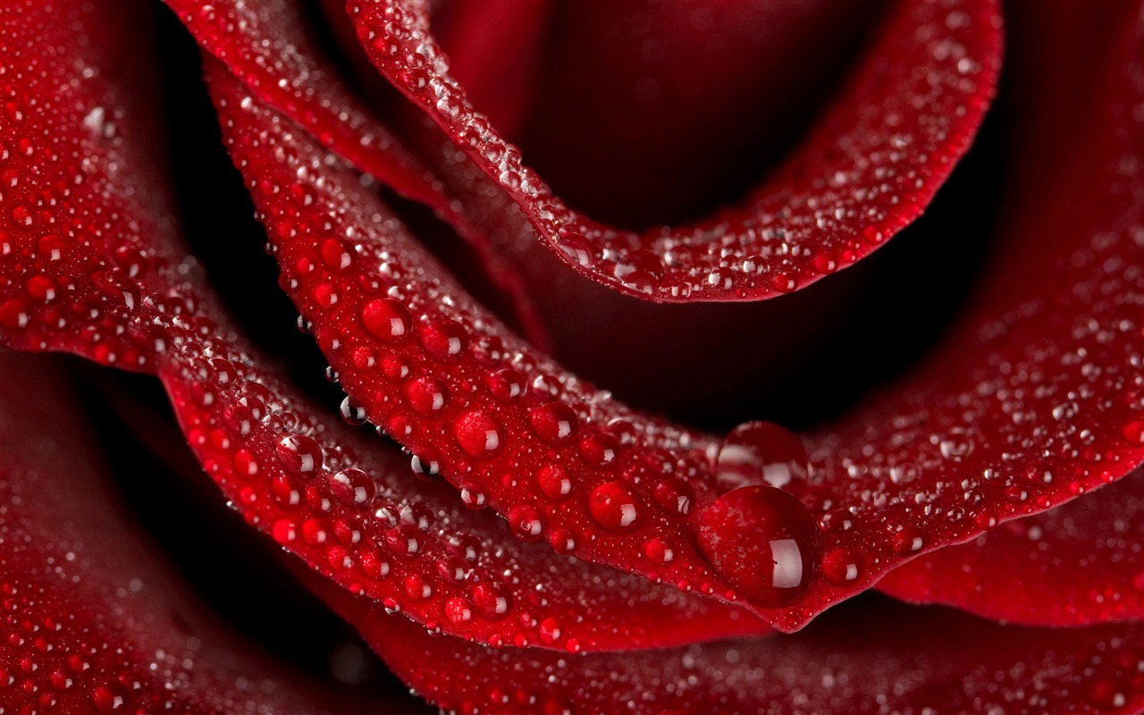 Large Rose Photo Wallpaper (4) #19 - 1280x800