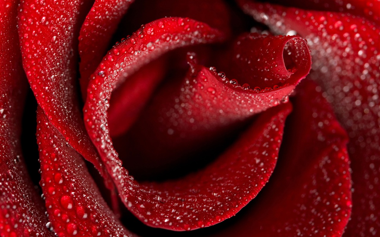 Large Rose Photo Wallpaper (4) #20 - 1280x800