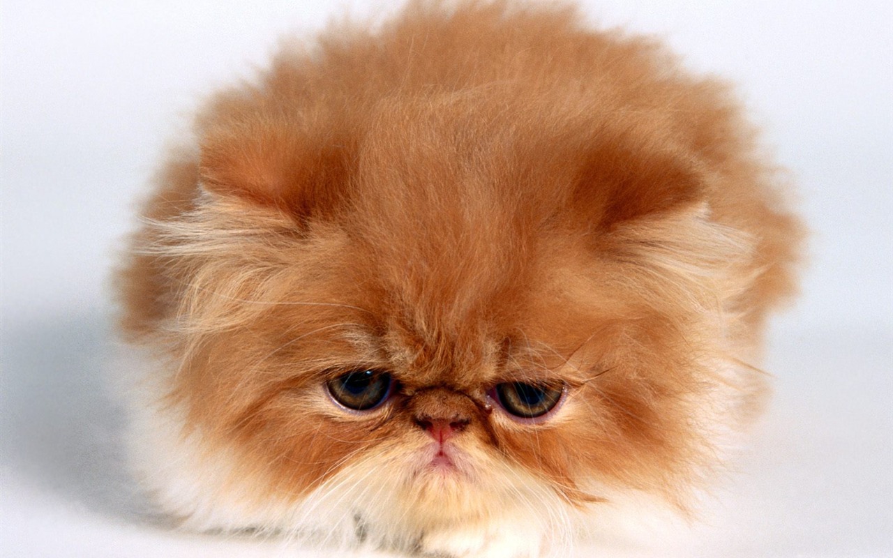 1600 Cat Foto tapety (5) #1 - 1280x800