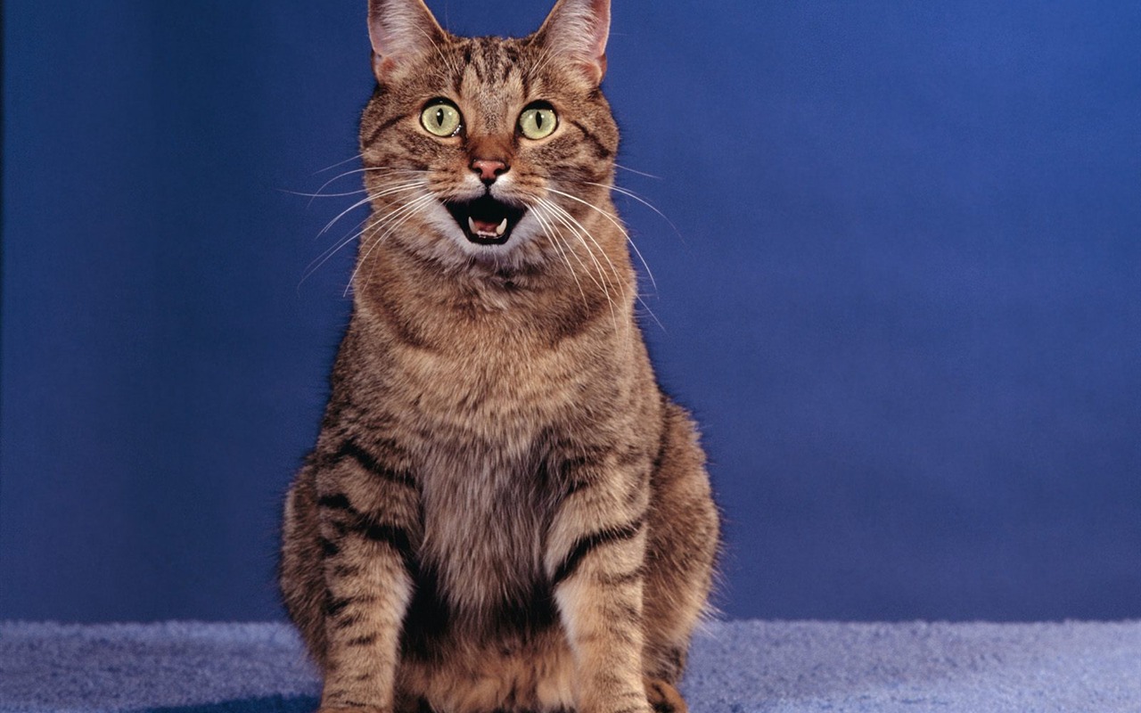 1600 Cat Foto tapety (5) #2 - 1280x800