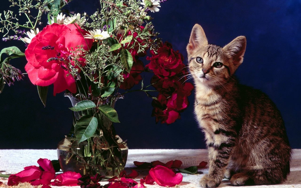 1600 Cat Foto tapety (5) #3 - 1280x800