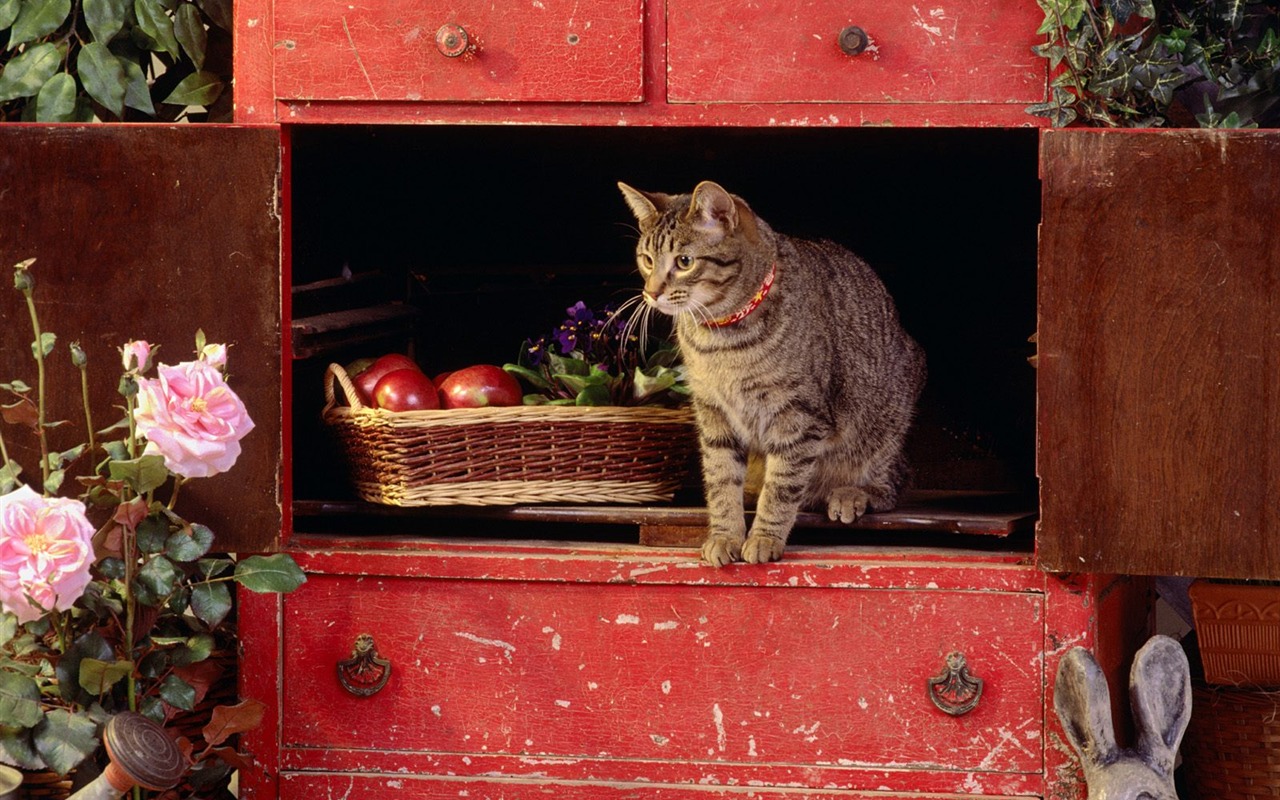 1600 Cat Foto tapety (5) #6 - 1280x800