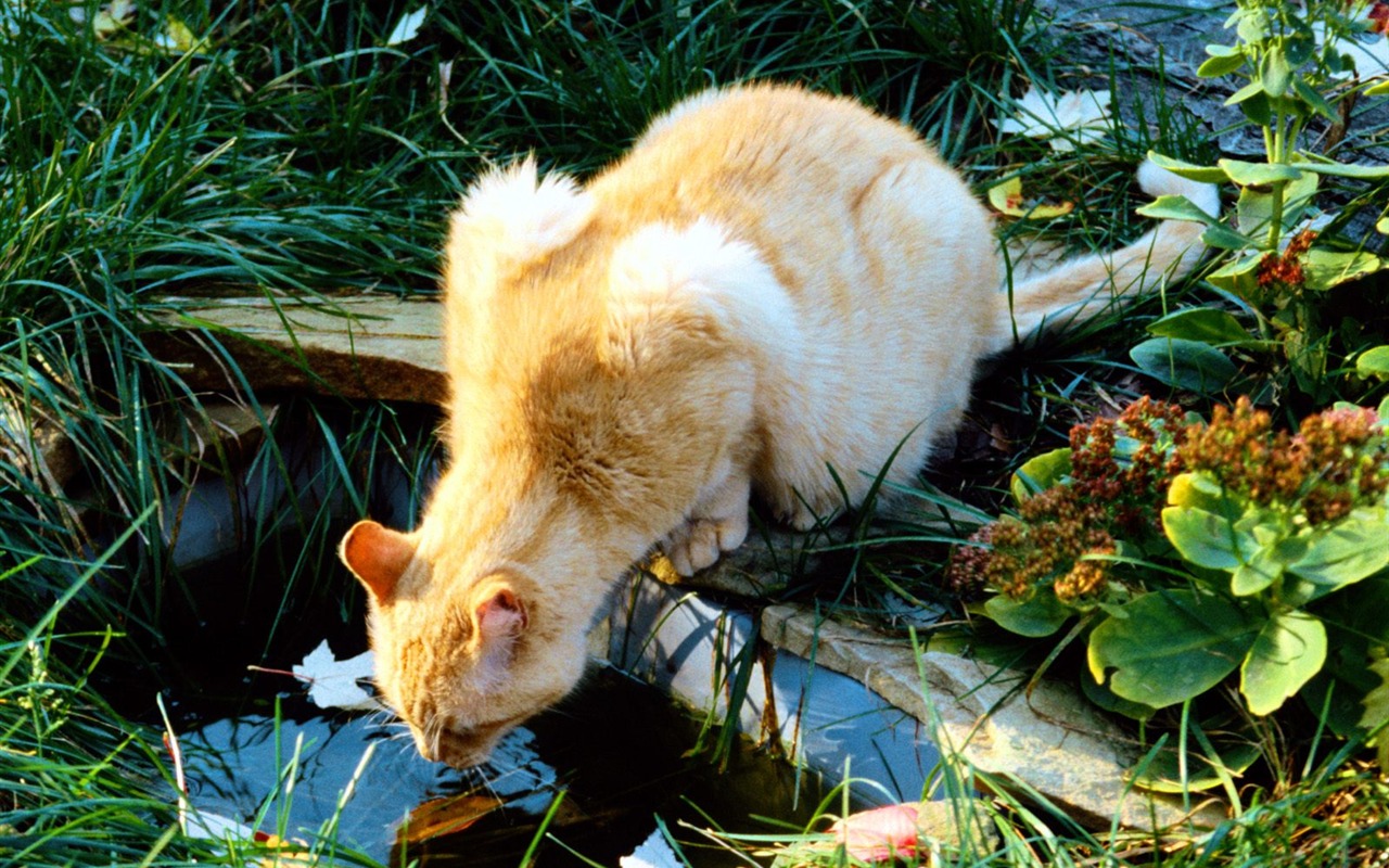 1600 Cat Foto tapety (5) #7 - 1280x800