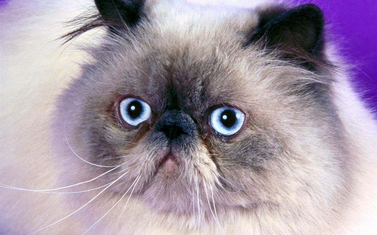 1600 Cat Foto tapety (5) #17 - 1280x800