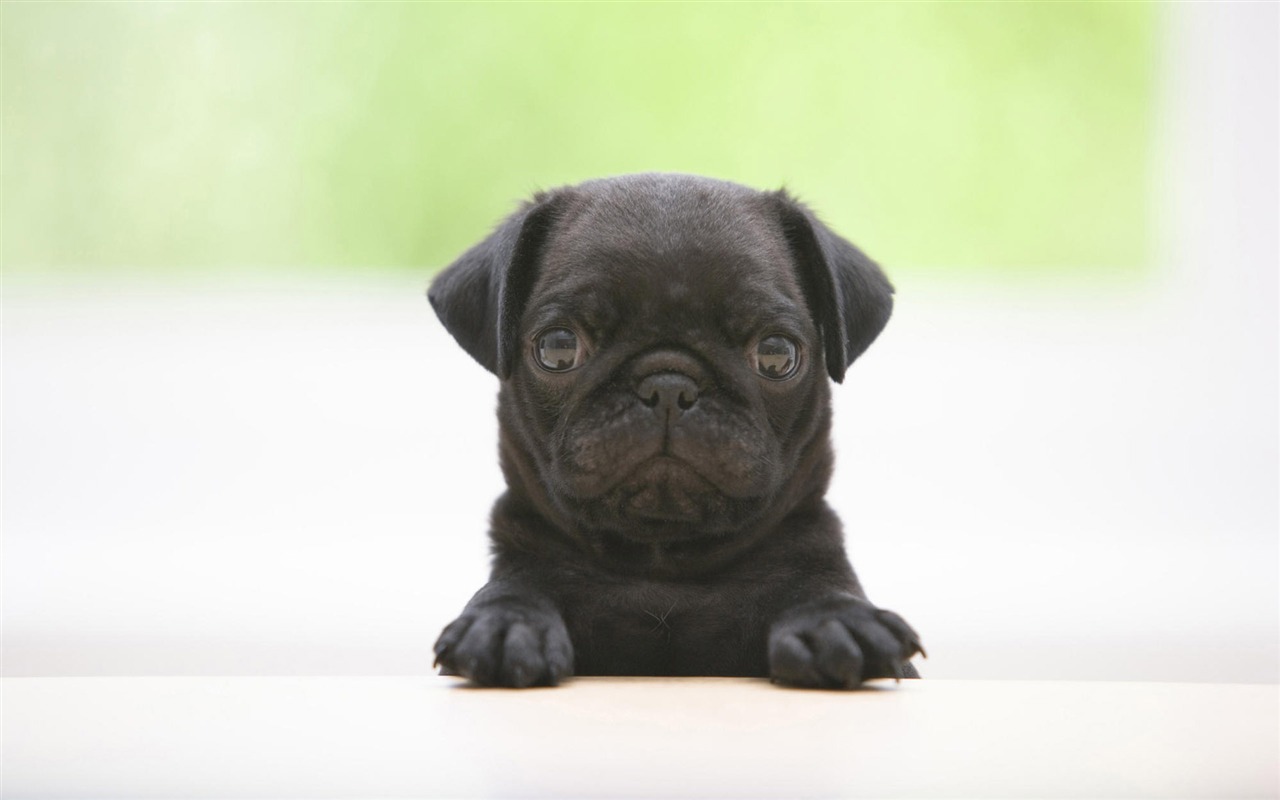 Puppy Foto HD Tapety na plochu (7) #3 - 1280x800