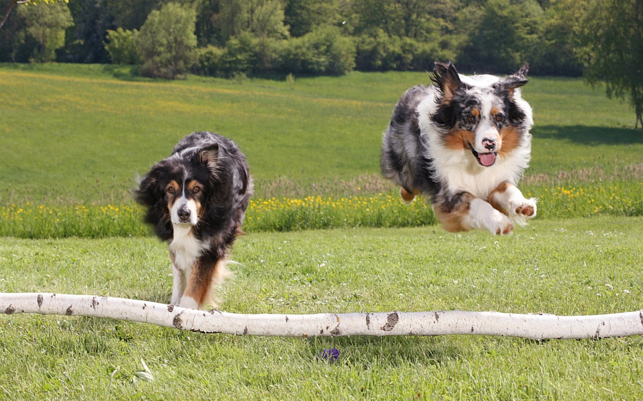 Puppy Foto HD Tapety na plochu (7) #11 - 1280x800