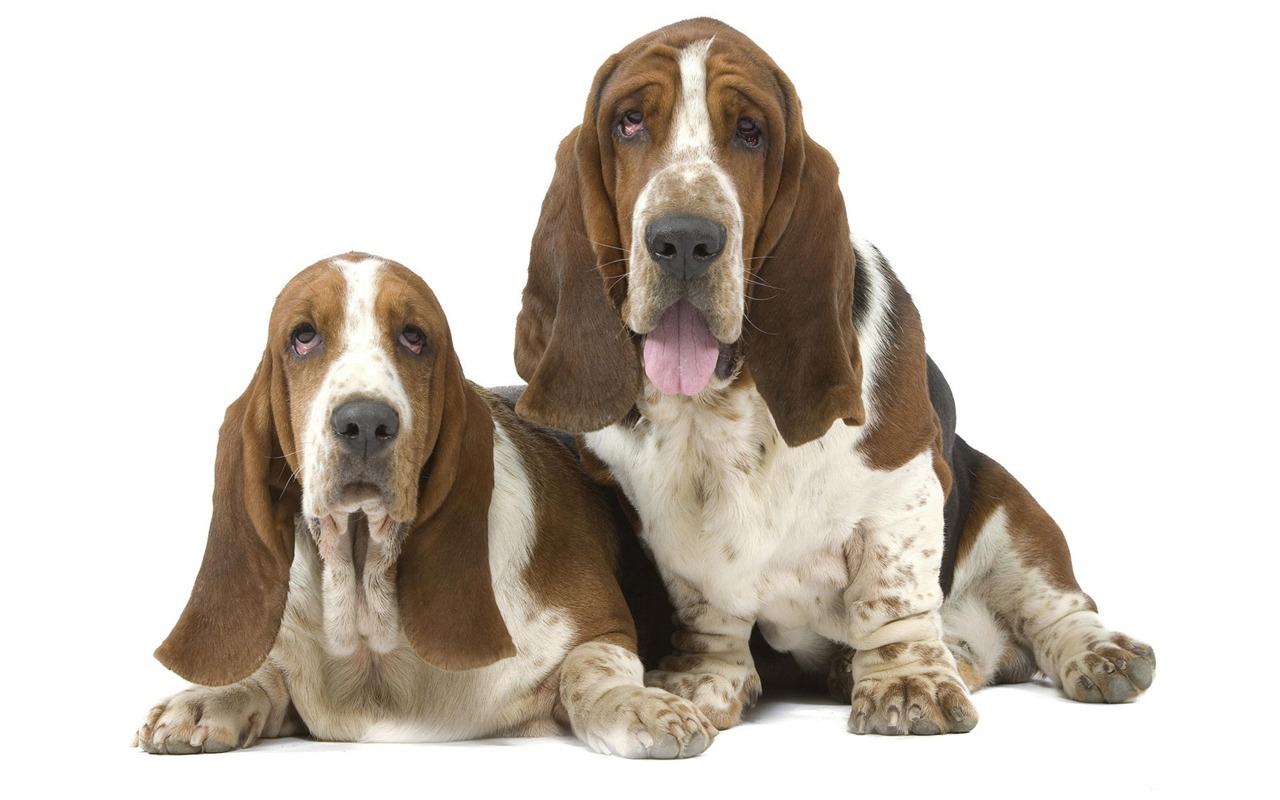 Puppy Foto HD Tapety na plochu (7) #12 - 1280x800