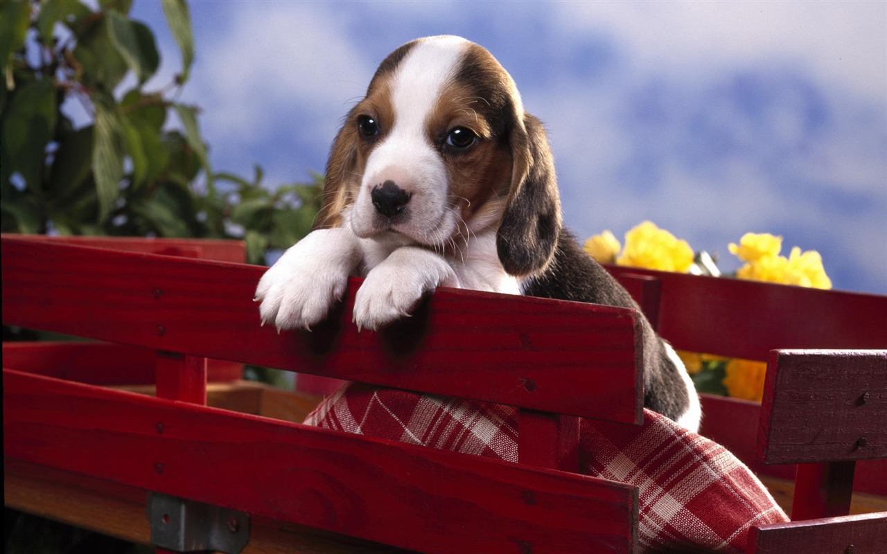 Puppy Photo HD wallpapers (7) #17 - 1280x800