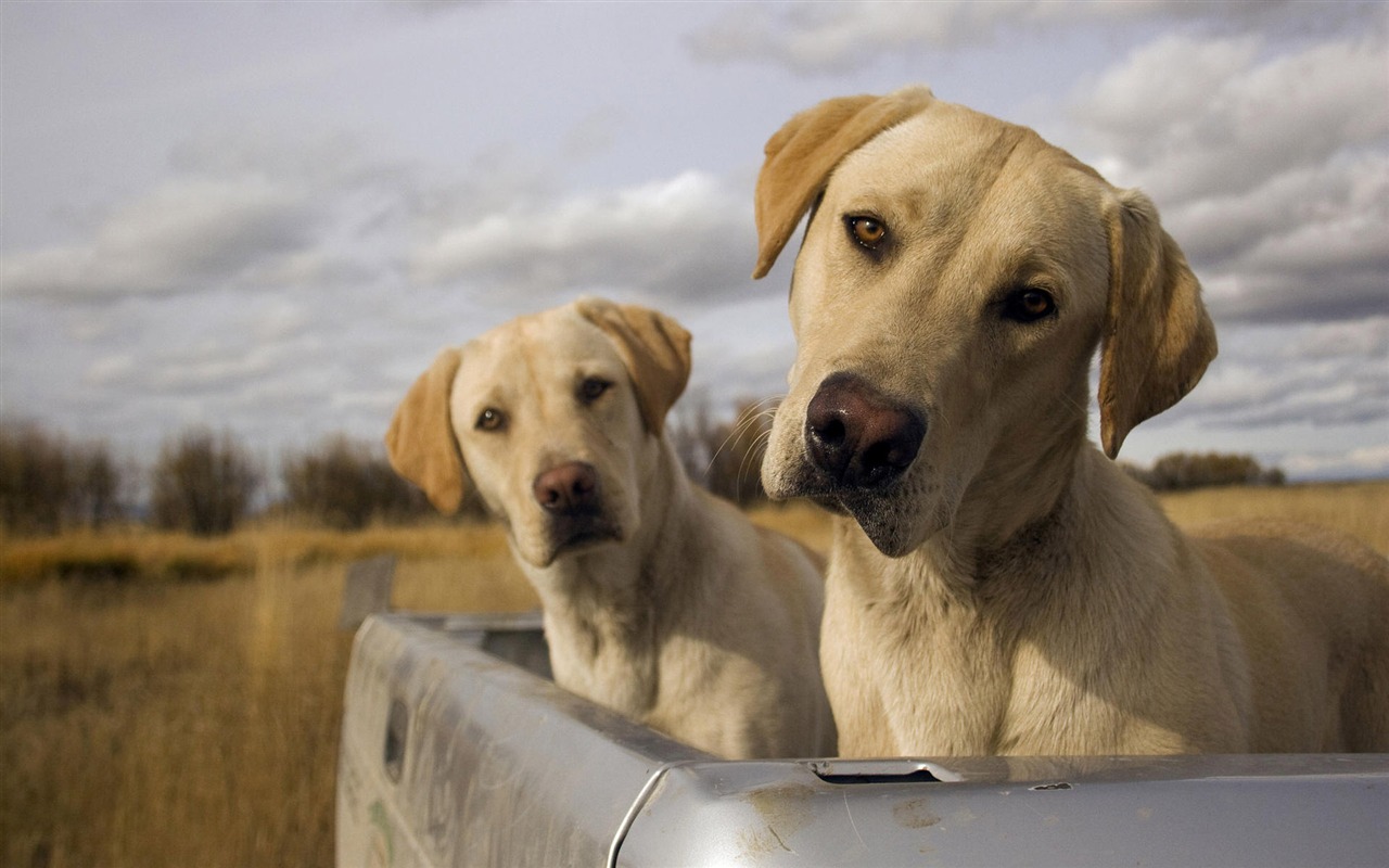 Puppy Foto HD Tapety na plochu (7) #20 - 1280x800